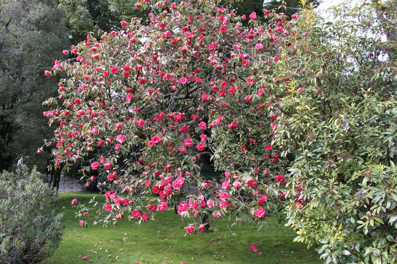 Rax camelia main image 1